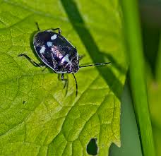Attēlu rezultāti vaicājumam “Eurydema oleracea”