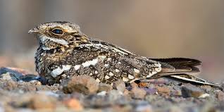 Attēlu rezultāti vaicājumam “Caprimulgus europaeus eggs”