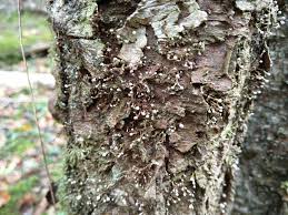 Attēlu rezultāti vaicājumam “Phleogena faginea young”