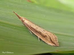 Attēlu rezultāti vaicājumam “Donacaula mucronella”