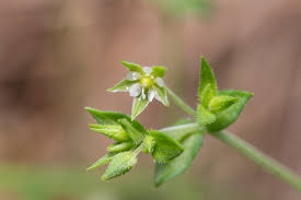 Attēlu rezultāti vaicājumam “Arenaria serpyllifolia leaf”