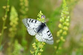 Attēlu rezultāti vaicājumam “Parnassius mnemosyne”