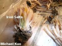 Attēlu rezultāti vaicājumam “Clavaria fumosa”