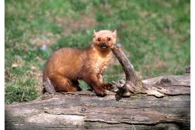 Attēlu rezultāti vaicājumam “Martes martes”