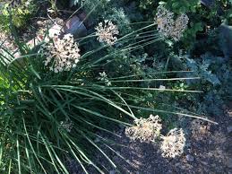 Image result for Allium tuberosum
