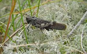 Attēlu rezultāti vaicājumam “Psophus stridulus”