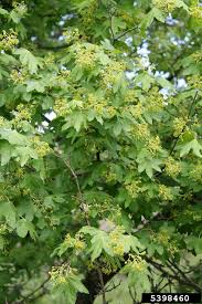 Attēlu rezultāti vaicājumam “Acer campestre flower”