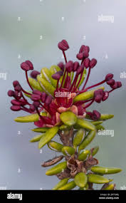 Attēlu rezultāti vaicājumam “Empetraceae”