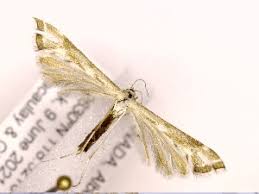 Attēlu rezultāti vaicājumam “Platyptilia tesseradactyla”