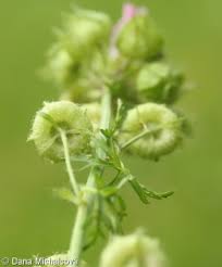 Attēlu rezultāti vaicājumam “Malva moschata bud”