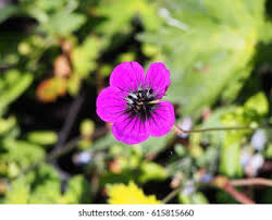 Image result for Geranium `Sandrine`