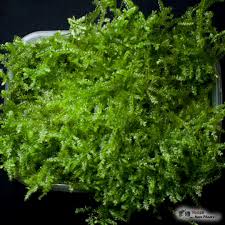 Attēlu rezultāti vaicājumam “Hygrohypnum luridum”