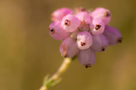 Attēlu rezultāti vaicājumam “Erica tetralix leaf”