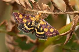 Attēlu rezultāti vaicājumam “Pyrausta purpuralis”