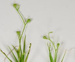 Attēlu rezultāti vaicājumam “Subularia aquatica”
