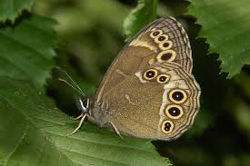 Attēlu rezultāti vaicājumam “Lopinga achine underside”