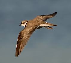 Attēlu rezultāti vaicājumam “Charadrius dubius”