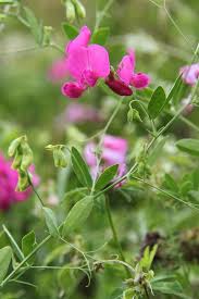 Attēlu rezultāti vaicājumam “Lathyrus tuberosus leaf”