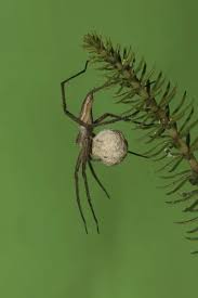 Attēlu rezultāti vaicājumam “Pisaura mirabilis cocoon”