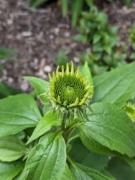 Attēlu rezultāti vaicājumam “Echinacea purpurea bud”