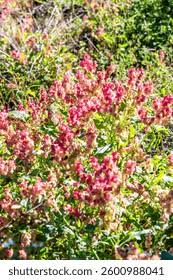 Image result for Rumex sanguineum