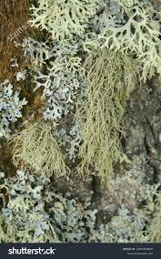 Attēlu rezultāti vaicājumam “Usnea hirta”