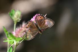 Attēlu rezultāti vaicājumam “Lasiommata maera upperside”