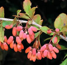 Attēlu rezultāti vaicājumam “Berberis vulgaris fruit”