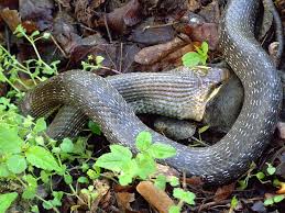 Attēlu rezultāti vaicājumam “Lycogala irregulare sessile”