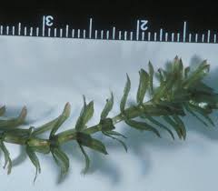 Attēlu rezultāti vaicājumam “Hydrilla verticillata leaf”