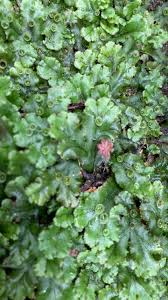 Attēlu rezultāti vaicājumam “Marchantia polymorpha”