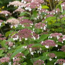 Attēlu rezultāti vaicājumam “Hydrangea arborescens subsp. discolor flower”