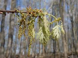 Attēlu rezultāti vaicājumam “Quercus rubra flower”