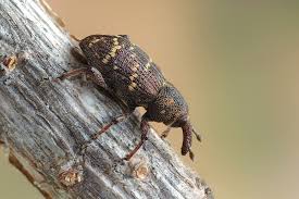 Attēlu rezultāti vaicājumam “Hylobius pinastri”