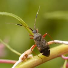 Attēlu rezultāti vaicājumam “Closterotomus biclavatus”