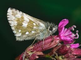 Attēlu rezultāti vaicājumam “Pyrgus serratulae”