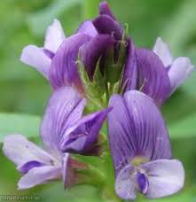 Attēlu rezultāti vaicājumam “Medicago sativa subsp. sativa”