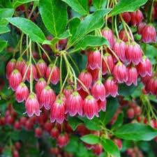 Attēlu rezultāti vaicājumam “Enkianthus chinensis”