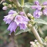 Attēlu rezultāti vaicājumam “Campanula bononiensis”