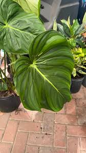 Image result for Gaillardia amblyodon