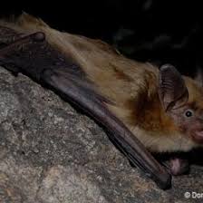 Attēlu rezultāti vaicājumam “Eptesicus serotinus”