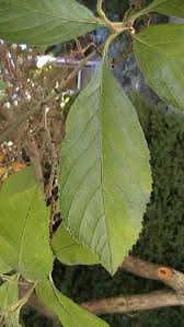 Attēlu rezultāti vaicājumam “Crataegus x macrocarpa leaf”