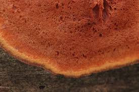 Attēlu rezultāti vaicājumam “Hapalopilus aurantiacus”