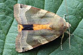 Attēlu rezultāti vaicājumam “Noctua fimbriata larva”