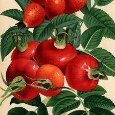 Attēlu rezultāti vaicājumam “Rosa villosa”