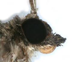 Attēlu rezultāti vaicājumam “Anticollix sparsata”