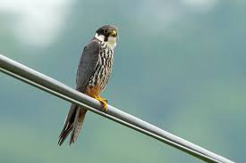 Attēlu rezultāti vaicājumam “Falco subbuteo”