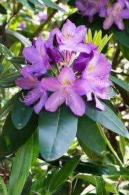 Attēlu rezultāti vaicājumam “rhododendron”