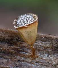 Attēlu rezultāti vaicājumam “Craterium minutum cf. var. brunneum stalked”