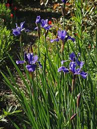Attēlu rezultāti vaicājumam “Iris sibirica”